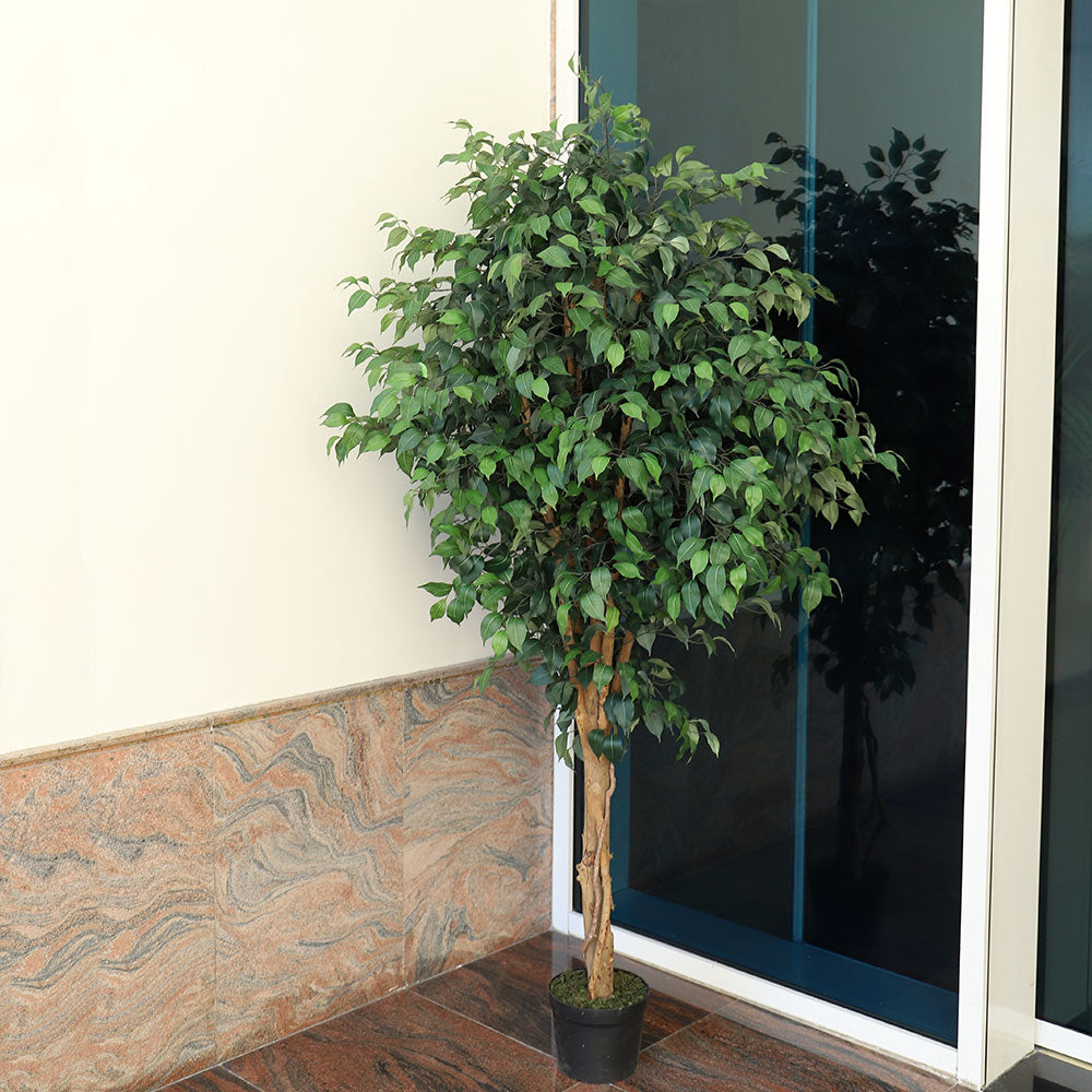 Artificial Ficus Plant 2.3 Meters High
