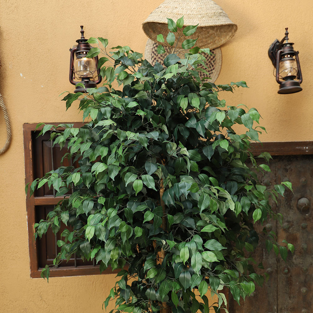 Artificial Ficus Plant 2.3 Meters High