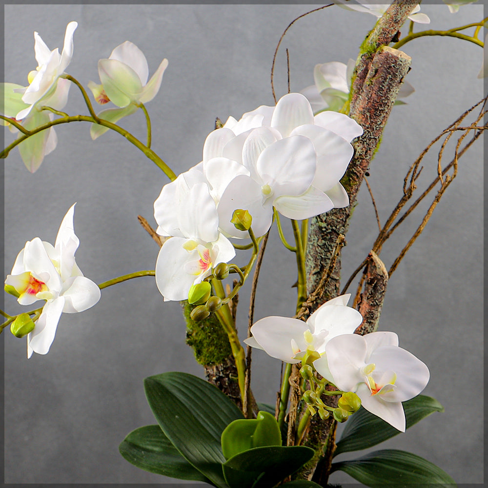 White orchid decor