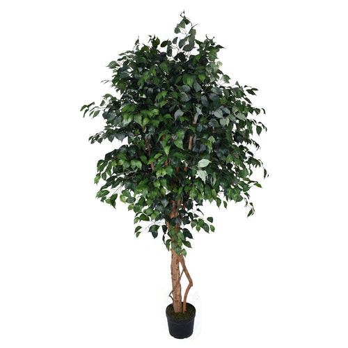 Artificial Ficus Plant 2.3 Meters High