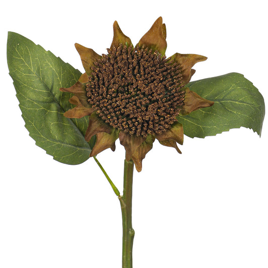 Brown Sunflower Stem