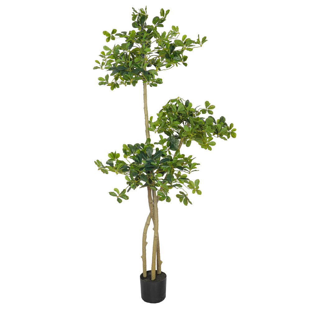 Artificial Ficus Panda Plant 180cm Tall