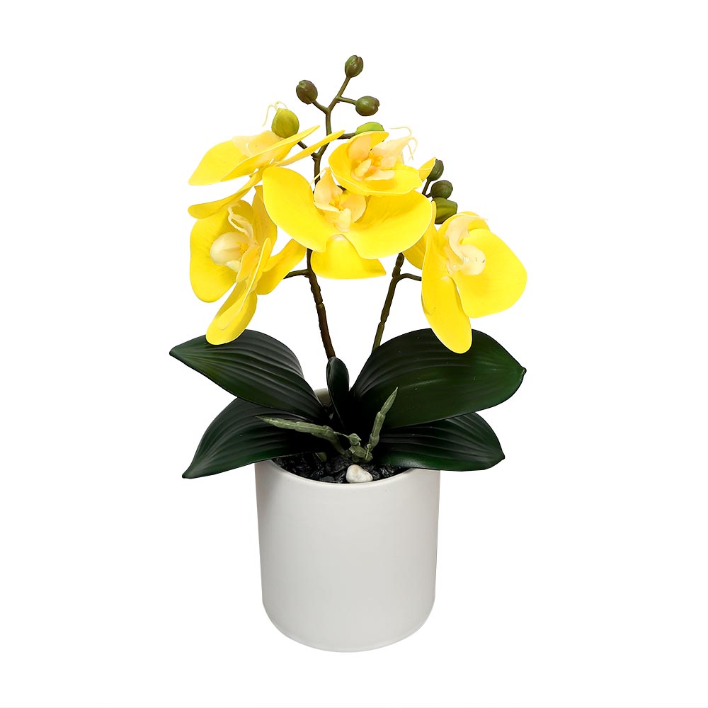 Orchid plant decoration