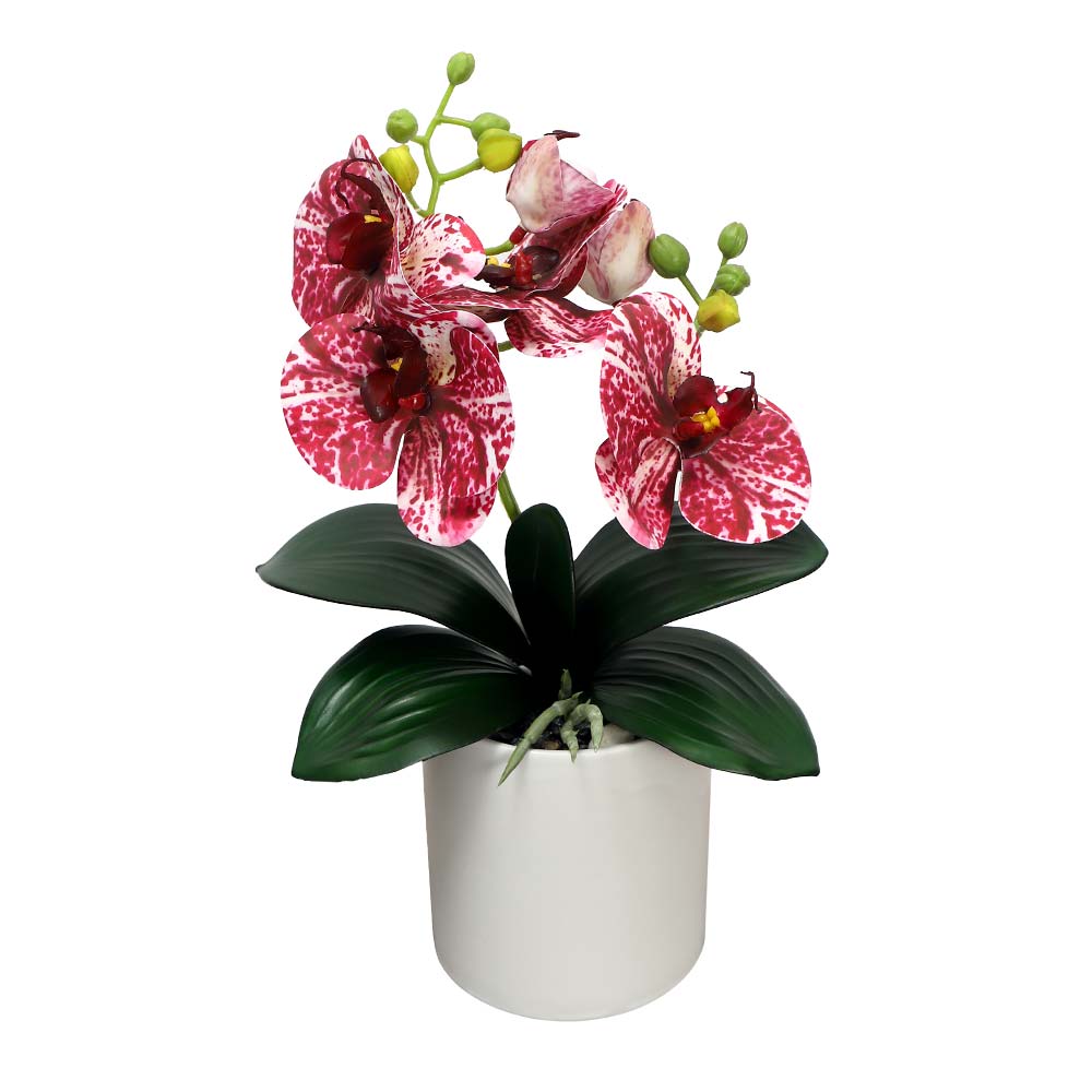 Elegant orchid flowers