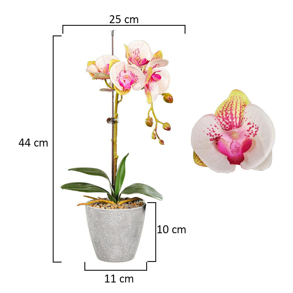 Phalaenopsis orchid