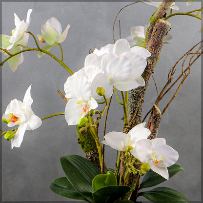 White orchid decor